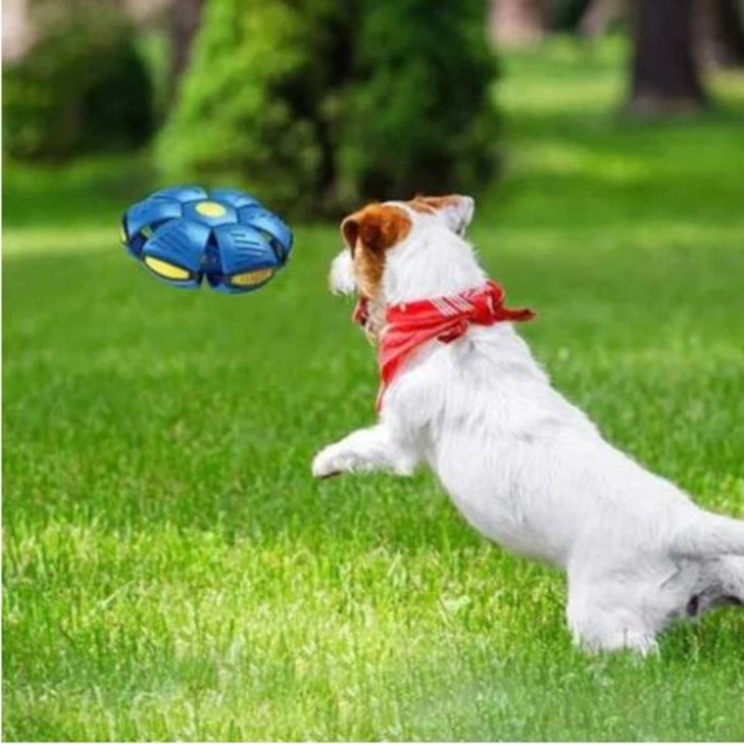 DiscBall β Dog Disc Ball Pet Toy