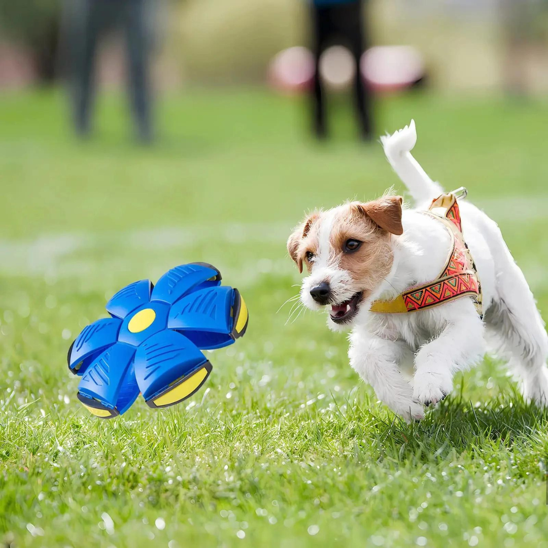 DiscBall – Dog Disc Ball Pet Toy